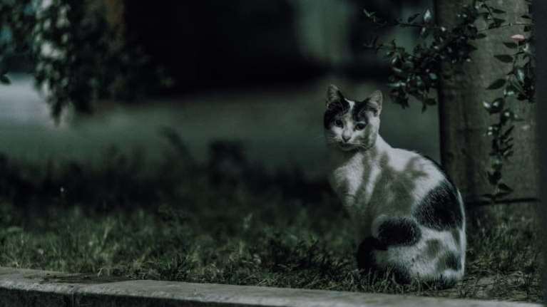 Τρίπολη: ΕΔΕ και πρόστιμο 5.000 ευρώ  σε αστυνομικό που κλώτσησε γάτα