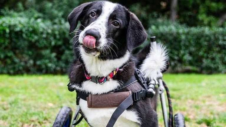 Ο Bowie (Φώτης για τους εκλεκτούς) είναι πρότυπο αξιοπρέπειας και θαυμασμού - Αξίζει να διαβάσετε την ιστορία του