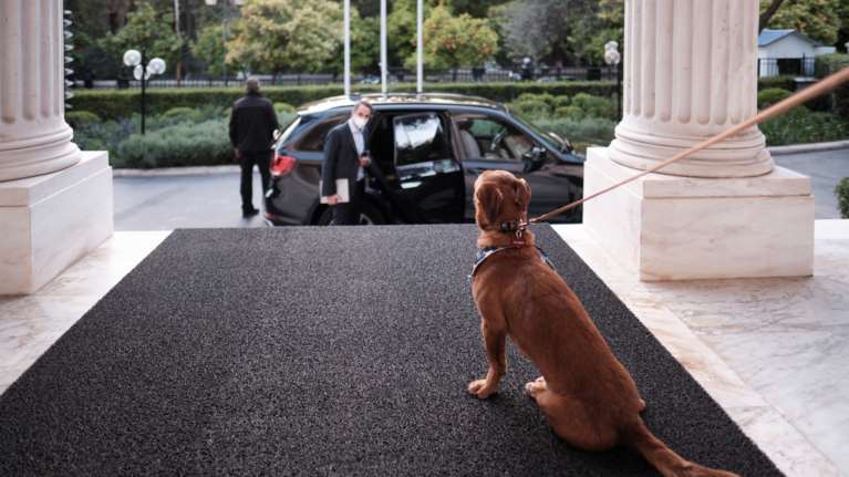 Το Μέγαρο Μαξίμου έχει πλέον τετράποδο ένοικο: Δείτε τον Πίνατ, το σκυλάκι από το καταφύγιο [Εικόνες]