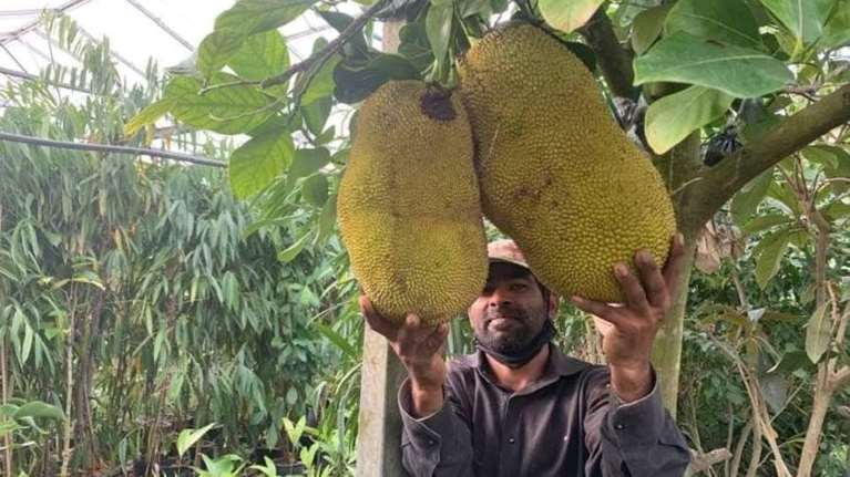 Jackfruit στα Χανιά: Το εξωτικό φρούτο που μπορεί να αντικαταστήσει το ψωμί και κρέας