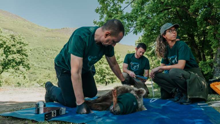 Αρκτούρος: H απελευθέρωση της Μάρθας, της ορφανής αρκουδίτσας που βρέθηκε σε ένα χωριό της Κοζάνης πέρυσι