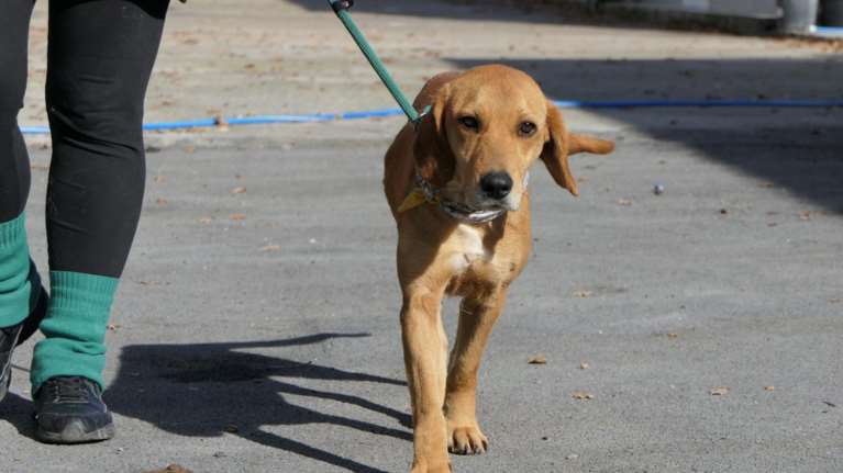 Σώστε ένα αδεσποτάκι: Η Πόλυ είναι σαν να είχε ένα γονιό κυνηγόσκυλο και ένα γονιό λαμπραντόρ.