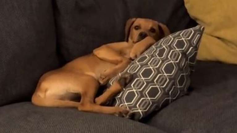 Ρόδος: Αγγλίδα βρήκε αδέσποτο σκυλάκο και έκανε τα πάντα για να τον υιοθετήσει - Η συγκινητική ιστορία του Άρλο