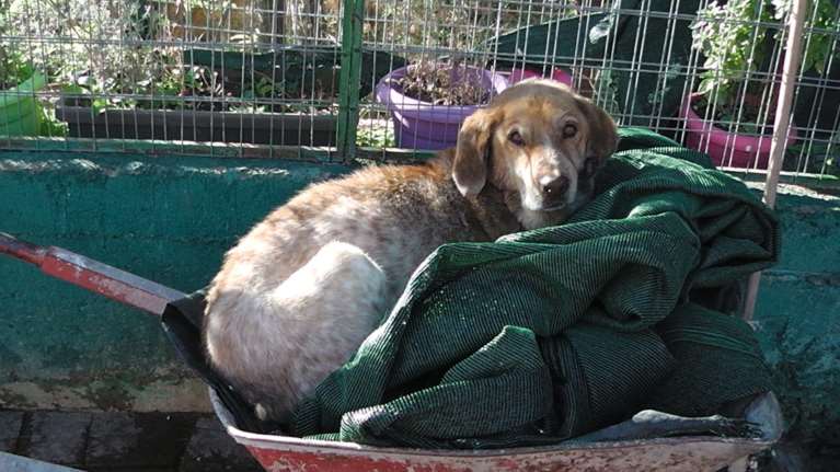 Ο Γιούρι από τότε που γεννήθηκε μέχρι και σήμερα δεν ξέρει τι είναι κρεβάτι ή καναπές