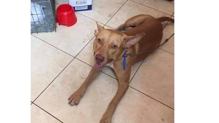 Πρόστιμο 30.000 ευρώ στον 55χρονο που κακοποίησε τον σκύλο του: Το έκανα για να &quot;ηρεμήσει το σκυλί&quot;