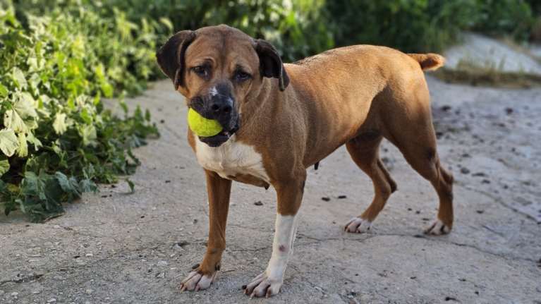 Η Λίζα άμα κρατάς ένα μπαλάκι, μπορεί να κάνει τα πάντα -  Ζούσε σε σπίτι, και τώρα περνάει τις μέρες της μόνη σε ένα κλουβί