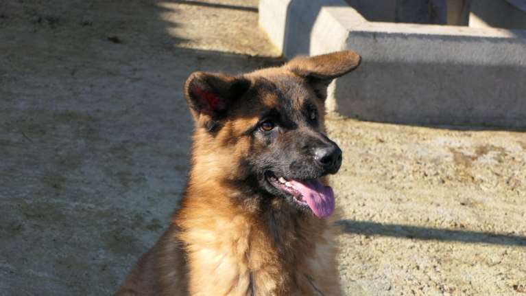 Ο Εντι: Μισό αρκουδάκι, μισό λυκοσκυλάκι, με μούρη παιδιού, αθωότητα κουταβιού και χαρακτήρα σκύλου αγκαλιάς