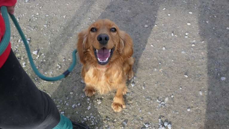 Ο Κόντι ήταν σίγουρα σε σπίτι: Ενα Κόκερ Σπάνιελ που προσπαθεί από τότε να προσαρμοστεί