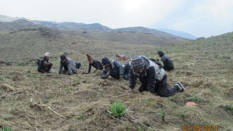 Νεπάλ: Στοπ στη χρυσοφόρα συγκομιδή του &quot;Βιάγκρα των Ιμαλαΐων&quot; λόγω κορονοϊού