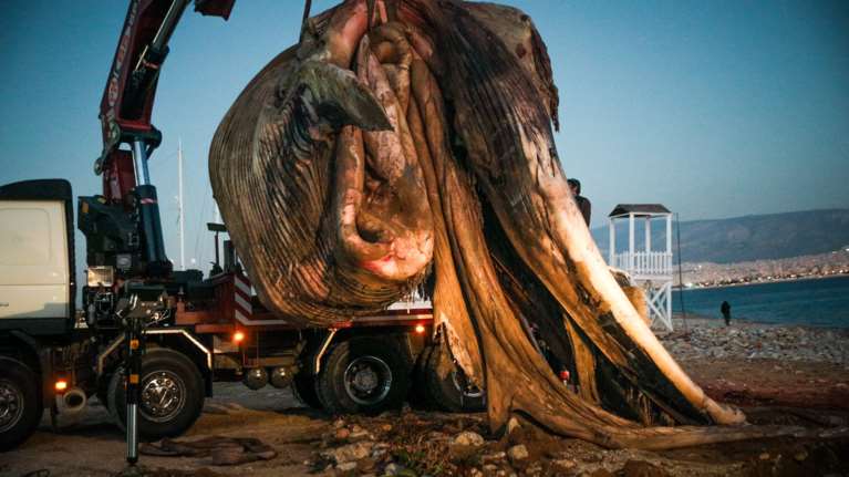 Φάλαινα στη Φρεαττύδα: Γιατί ξεβράστηκε στις ακτές του Πειραιά [Εικόνες]