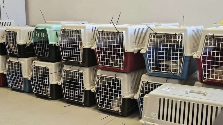 Save a Greek Stray: Σαββατοκύριακο στειρώσεων αδέσποτων γατιών από τον Ωρωπό και τη Χαλκίδα