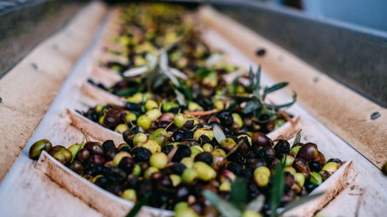 Οι ελαιοπαραγωγοί χτυπούν καμπανάκι κινδύνου για τους δασμούς Τραμπ - &quot;Μεγάλο πρόβλημα στις εξαγωγές&quot;