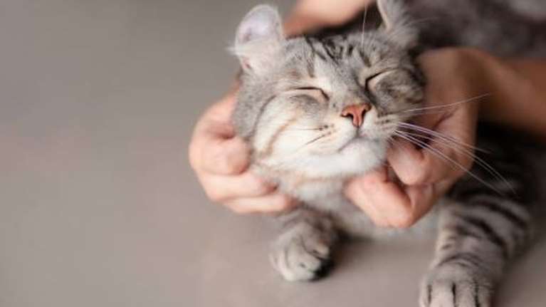 Γιατί η γάτα μου δαγκώνει όταν τη χαϊδεύω;