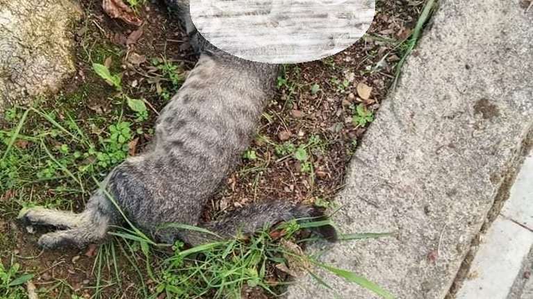 Νέα κτηνωδία: Εξόντωσαν με φόλες περισσότερες από 10 αδέσποτες γάτες στο Αιγάλεω