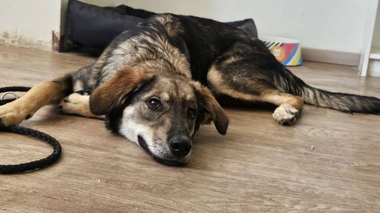 Ρόκυ: Πώς τα δικά μας λάθη  βαραίνουν τον σκύλο που φυσικά πληρώνει και το τίμημα