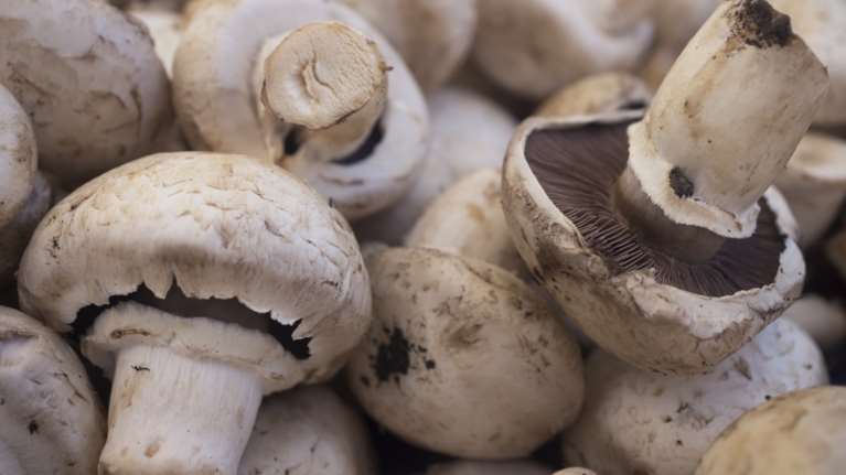 Μανιτάρια στη νηστεία: Ποια περιέχουν την περισσότερη πρωτεΐνη;