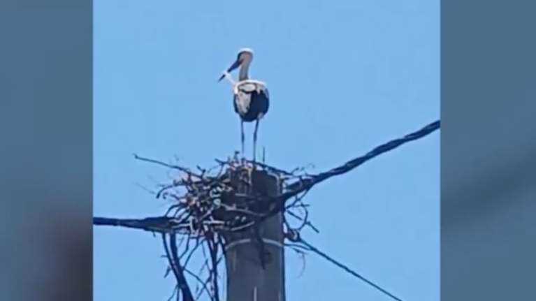 Λητή Θεσσαλονίκης: Μεγάλη κινητοποίηση για να κατασκευαστεί φωλιά ζευγαριού πελαργών -  Κινδυνεύουν να πάθουν ηλεκτροπληξία