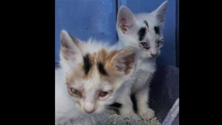 Τον κόσμο δεν τον έχουν δει ποτέ, αλλά όλα τα ακούνε, τα μυρίζουν, τα νιώθουν και τα γνωρίζουν