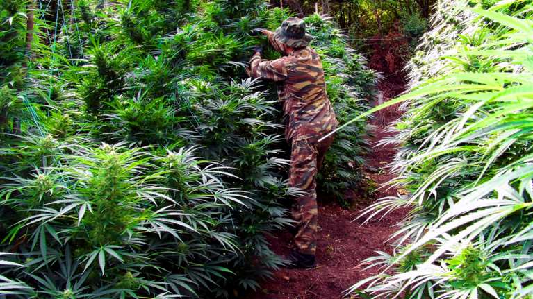 Φυτεία - μαμούθ στον Ολυμπο με πάνω από 5.000 δενδρύλια κάνναβης [Εικόνες - Βίντεο]