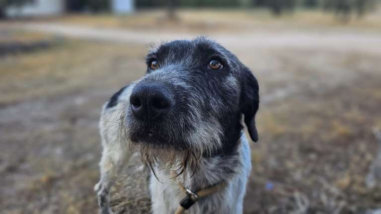 Εμφανίστηκε σε ένα χωριό, κρυβόταν στις αυλές και έβγαινε κάθε βράδυ μέχρι την ταβέρνα να ζητιανέψει -  Σαν φάντασμα