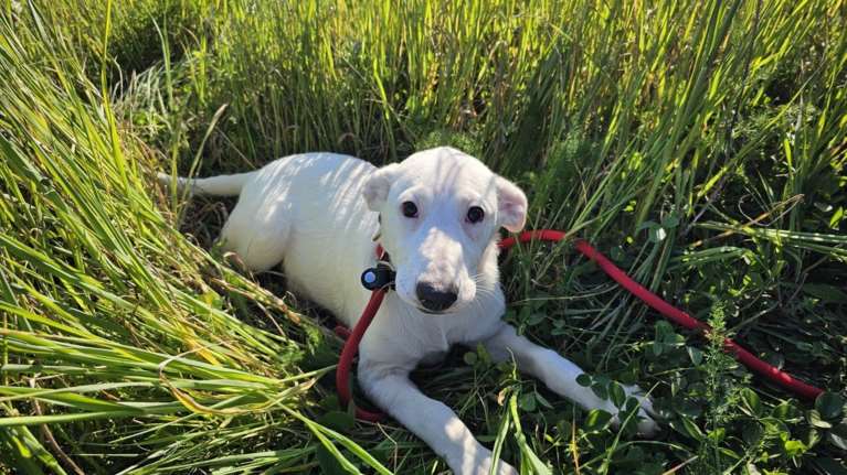 Ο Ραμόν γεννήθηκε στον δρόμο. Ήταν το μοναδικό κουτάβι της μάνας του και δεν έλεγε να ξεκολλήσει από την αγκαλιά της