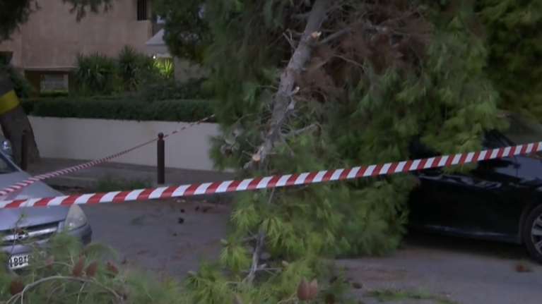 Παλαιό Φάληρο: Πτώση δέντρου στην οδό Δημοκρατίας -&quot;Είχα ενημερώσει τον δήμο&quot;, λέει κάτοικος της περιοχής