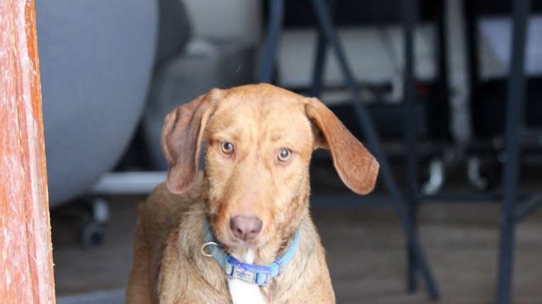 Σώστε ενα αδεσποτάκι: Μην με προσπερνάτε, δεν μου λείπει τίποτα, εκτός από... ουφ-ουφ