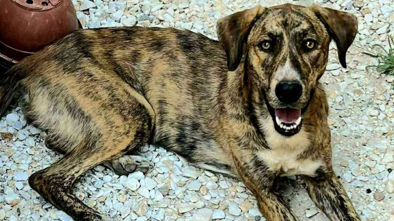 Η Ζήνα με τα έντονα χαρακτηριστικά του Plott Hound είναι μια συνεχής έκπληξη με τα ταλέντα της