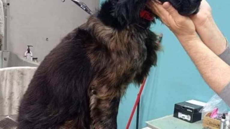 Φρίκη στην Πάτρα: Σκληρά βασανιστήρια σε σκύλο - Τον έσωσαν οι αστυνομικοί