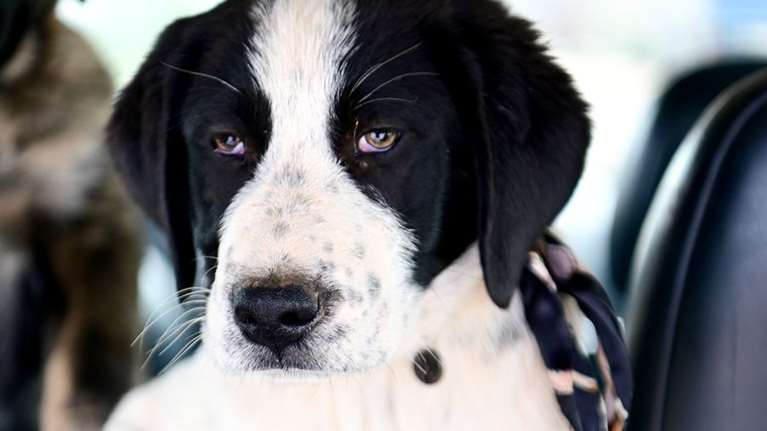 Είναι προνόμιο  να μπορεί κάποιος να έχει συντροφιά έναν ελληνικό ποιμενικό, που είναι και πρασινομάτα