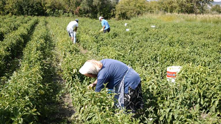 Επιδοτήσεις: Πόσα χρήματα θα καταβληθούν στους αγρότες μέχρι τέλος του χρόνου - Τι αλλάζει από το 2026