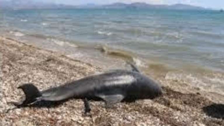 Νεκρά δελφίνια και χελώνες στη Βόρεια Ελλάδα