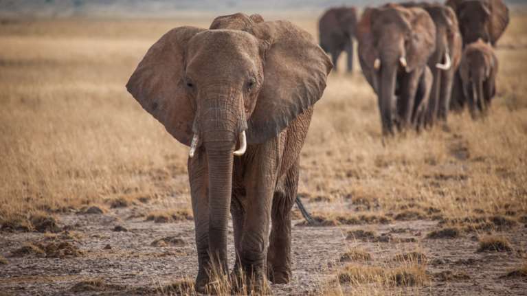 Ζάμπια: Νεκρή 80χρονη Αμερικανίδα τουρίστρια μετά από επίθεση ελέφαντα - Βίντεο ντοκουμέντο