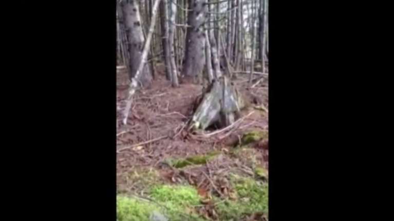 Η γη σε δάσος αναπνέει σαν κοιμώμενος γίγαντας! [Βίντεο]