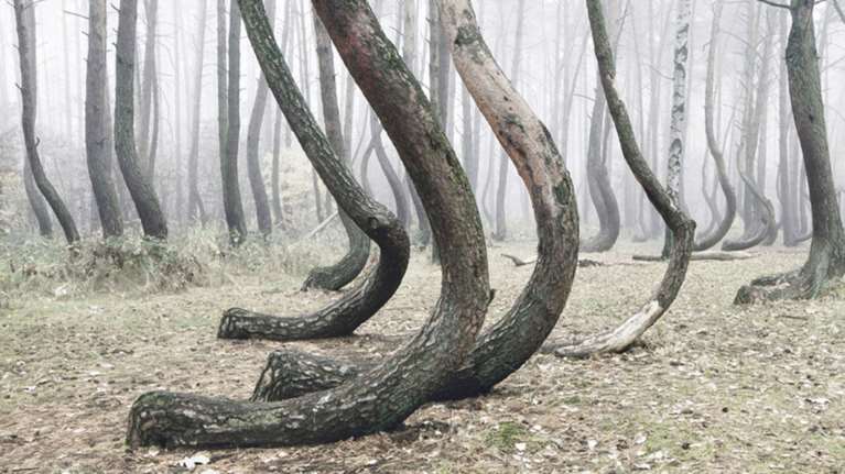 Τα δέντρα γέρνουν στο πιο μυστηριώδες δάσος της Ευρώπης