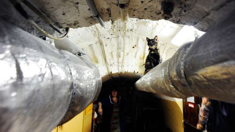 Οι γάτες του Ερμιτάζ προς υιοθεσία