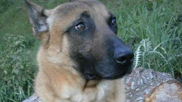 Nεκρός κι ένας σκύλος της αστυνομίας στο Σεν Ντενί