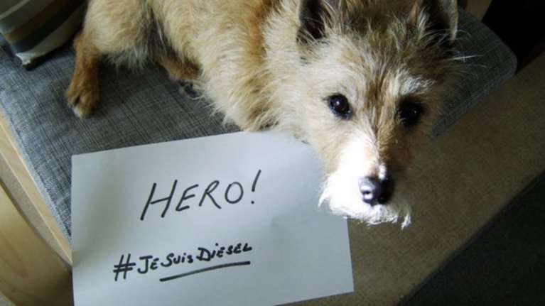 #JeSuisDiesel: Τα σκυλιά του κόσμου τιμούν τη Diesel