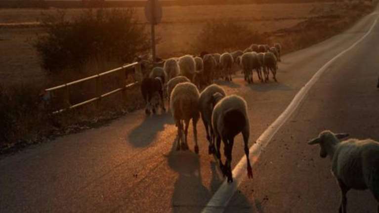 ΗΠΑ: Μεθυσμένη οδηγός σκότωσε 38 πρόβατα