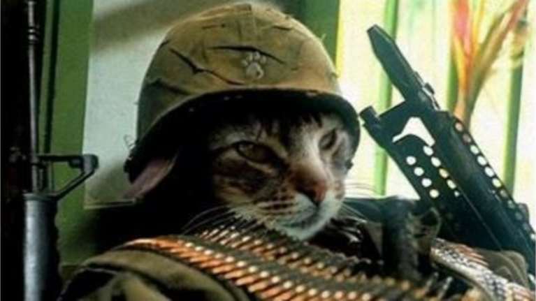 Το ευχαριστώ της βελγικής αστυνομίας... στις γάτες