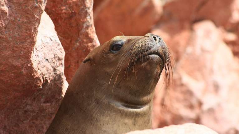 Σπαρακτικό βίντεο. Θαλάσσιο λιοντάρι- μητέρα θρηνεί το μωρό της