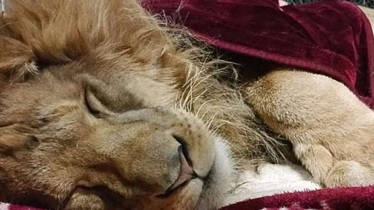 Το «κακομαθημένο» λιοντάρι που δεν μπορεί να κοιμηθεί χωρίς κουβέρτα