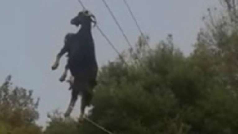 Απίστευτο:Κατσίκα κρεμάστηκε σε καλώδια της ΔΕΗ(video)