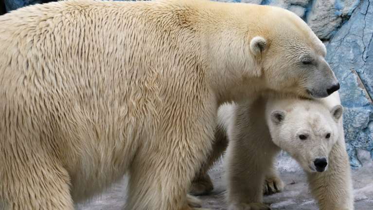 Οι «ερωτευμένες» πολικές αρκούδες είναι ό,τι πιο όμορφο θα δείτε σήμερα