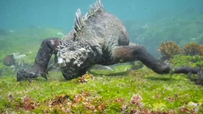 Το Ιγκουάνα που θυμίζει τον Γκοτζίλα θα σας αφήσει άφωνους