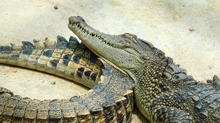 Βρήκαν κατεψυγμένα φιλέτα κροκόδειλου και πύθωνα σε κατάστημα στου Ρέντη