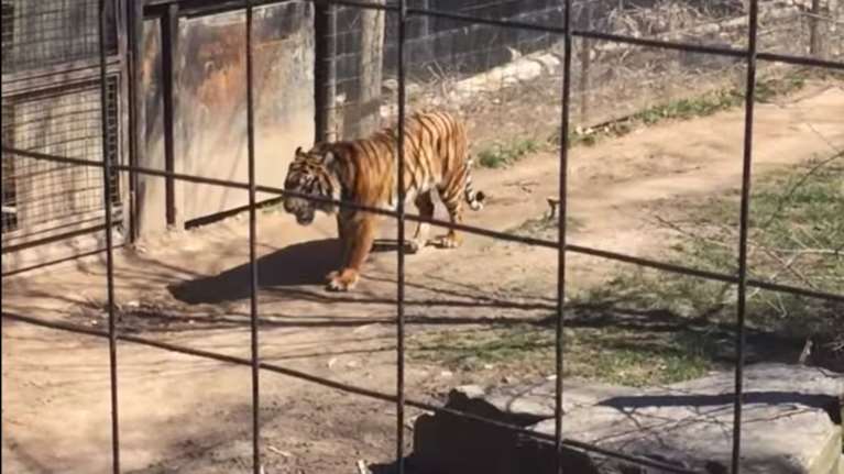 Μπήκε στο κλουβί της τίγρης για να πιάσει το καπέλο της