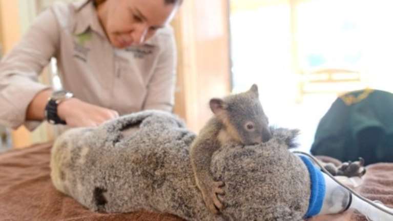 Σπάει καρδιές η αγκαλιά μικρού κοάλα στην τραυματισμένη μαμά του - φωτό -