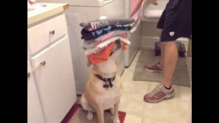 Aυτός o σκύλος είναι ο καλύτερος βοηθός που υπάρχει