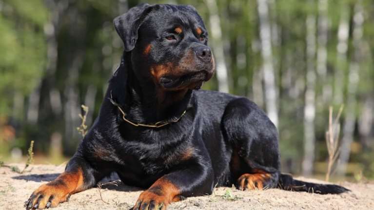 Φρίκη: Ροτβάιλερ σκότωσαν 5χρονο παιδί στην Κοζάνη